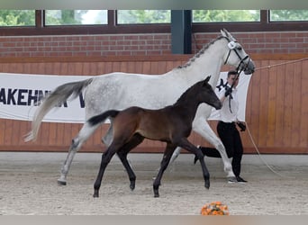 Trakehner, Hengst, , Schwarzbrauner