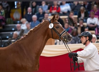 Trakehner, Hengst, 4 Jahre, 167 cm, Fuchs