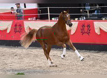 Trakehner, Hengst, 4 Jahre, 167 cm, Fuchs
