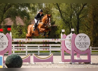 Trakehner, Hengst, 22 Jahre, 168 cm, Fuchs