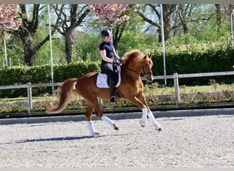 Trakehner, Hengst, 5 Jahre, 167 cm, Fuchs