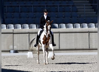 Trakehner, Hengst, 13 Jaar, 167 cm, Gevlekt-paard
