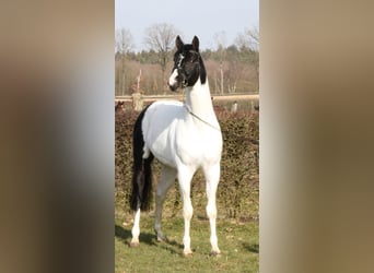 Trakehner, Hengst, 7 Jaar, 169 cm, Gevlekt-paard