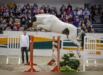 Trakehner, Hengst, 7 Jaar, 169 cm, Gevlekt-paard