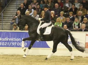 Trakehner, Hengst, 16 Jahre, 171 cm, Rappe