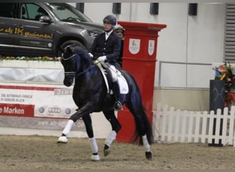 Trakehner, Hengst, 16 Jahre, 171 cm, Rappe