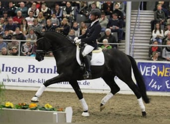 Trakehner, Hengst, 16 Jahre, 171 cm, Rappe