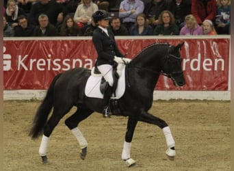 Trakehner, Hengst, 16 Jahre, 171 cm, Rappe