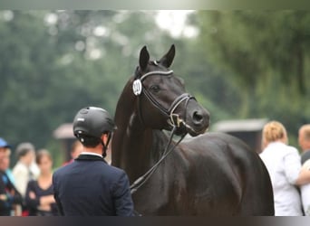Trakehner, Hengst, 13 Jahre, 170 cm, Rappe