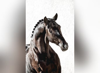 Trakehner, Hengst, 5 Jahre, 174 cm, Rappe