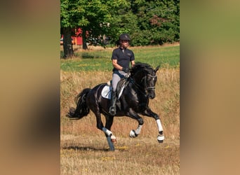 Trakehner, Hengst, 13 Jahre, 168 cm, Rappe
