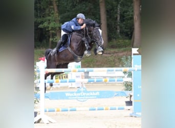 Trakehner, Hengst, 22 Jahre, 169 cm, Rappe