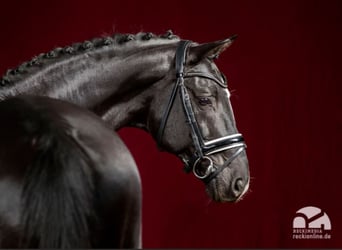 Trakehner, Hengst, 22 Jahre, 169 cm, Rappe