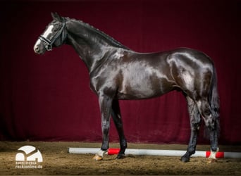 Trakehner, Hengst, 22 Jahre, 169 cm, Rappe