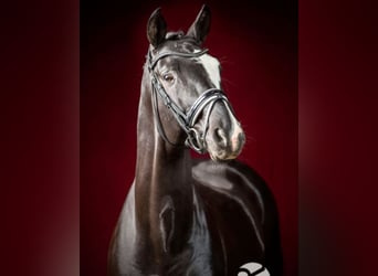 Trakehner, Hengst, 22 Jahre, 169 cm, Rappe