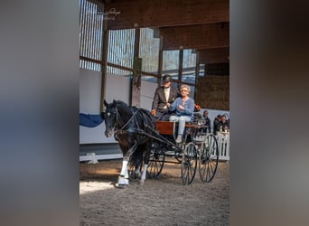 Trakehner, Hengst, 13 Jahre, 168 cm, Rappe