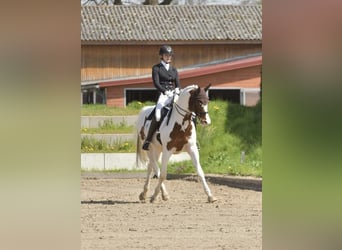 Trakehner, Hengst, 14 Jahre, 167 cm, Schecke