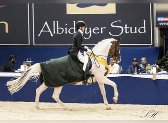 Trakehner, Hengst, 14 Jahre, 167 cm, Schecke