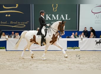 Trakehner, Hengst, 13 Jahre, 167 cm, Schecke