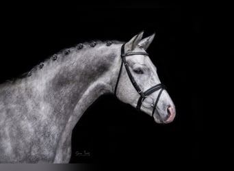 Trakehner, Hengst, 6 Jahre, 165 cm, Schimmel