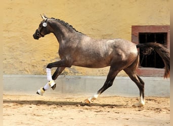 Trakehner, Hengst, 6 Jahre, 165 cm, Schimmel