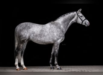 Trakehner, Hengst, 6 Jaar, 165 cm, Schimmel