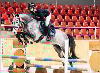 Trakehner, Hengst, 4 Jaar, 170 cm, Schimmel
