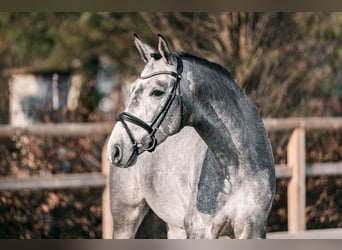 Trakehner, Hengst, 4 Jahre, 170 cm, Schimmel