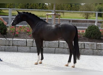 Trakehner, Hengst, 6 Jahre, 167 cm, Schwarzbrauner