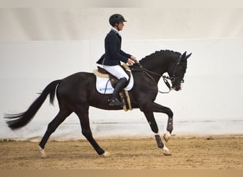 Trakehner, Hengst, 6 Jahre, 167 cm, Schwarzbrauner