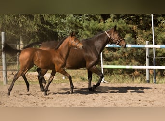 Trakehner, Hengst, veulen (04/2023), 165 cm, Brauner