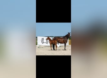 Trakehner, Hengst, Veulen (04/2026), 165 cm, Bruin