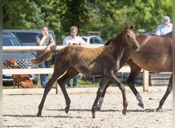 Trakehner, Hengst, veulen (04/2023), 165 cm, kan schimmel zijn