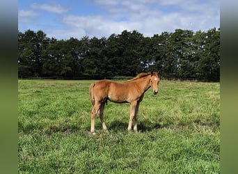 Trakehner, Hengst, Veulen (05/2025), 165 cm, Vos