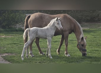 Trakehner, Hengst, Veulen (01/2026), 166 cm, Cremello