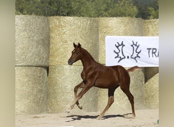 Trakehner, Hengst, Veulen (01/2025), 167 cm, Vos