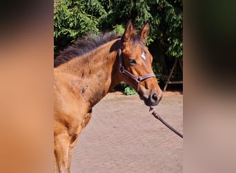 Trakehner, Hengst, veulen (05/2024), 168 cm, Bruin