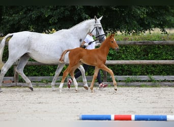 Trakehner, Hengst, veulen (05/2024), 168 cm, Vos