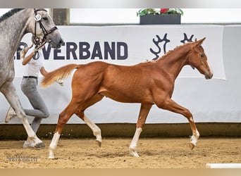 Trakehner, Hengst, veulen (01/2024), 168 cm, Vos