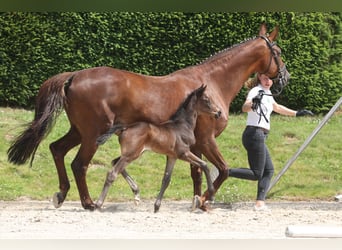 Trakehner, Hengst, veulen (06/2024), 168 cm, Zwart