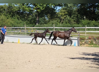 Trakehner, Hengst, Veulen (04/2025), 168 cm, Zwartbruin