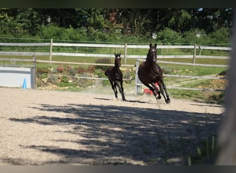Trakehner, Hengst, Veulen (04/2025), 168 cm, Zwartbruin