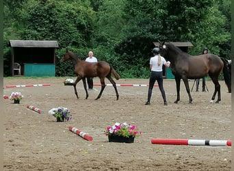 Trakehner, Hengst, Veulen (03/2025), 169 cm, Donkerbruin