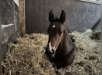 Trakehner, Hengst, Veulen (04/2026), 169 cm, Donkerbruin