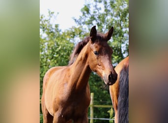 Trakehner, Hengst, veulen (03/2024), 170 cm, Brauner