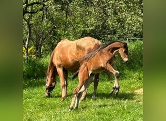 Trakehner, Hengst, veulen (04/2024), 170 cm, Donkerbruin