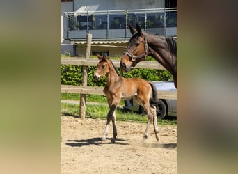 Trakehner, Hengst, Veulen (04/2026), 170 cm, Donkerbruin