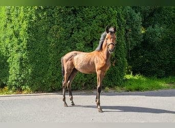 Trakehner, Hengst, Veulen (05/2025), 170 cm, Schimmel