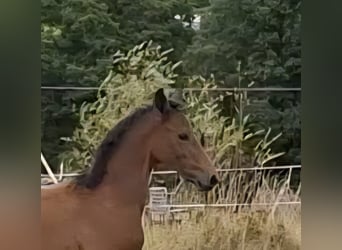Trakehner, Hengst, Veulen (05/2025), 170 cm, Schimmel