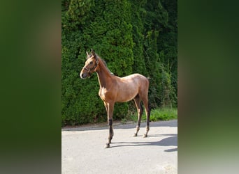 Trakehner, Hengst, Veulen (05/2025), 170 cm, Schimmel